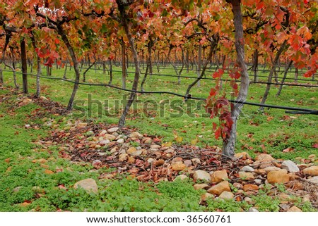 Vineyard with rich fall (autumn) colors, Cape Town area, South Africa