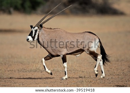 Gemsbok antelope (Oryx gazella) running, Kalahari desert, South Africa