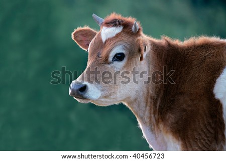 Portrait of a cow against a green background