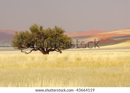 Landscape with an African Acacia tree (Acacia erioloba), Sossusvlei, Namibia, southern Africa