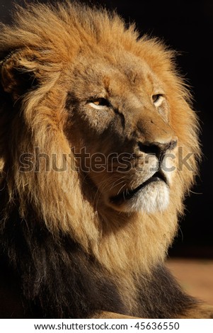 Portrait of a big male African lion (Panthera leo), against a black background, South Africa
