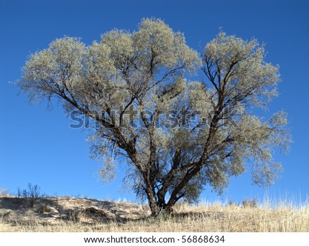 African Acacia tree (Acacia haematoxylon) against a blue sky, South Africa