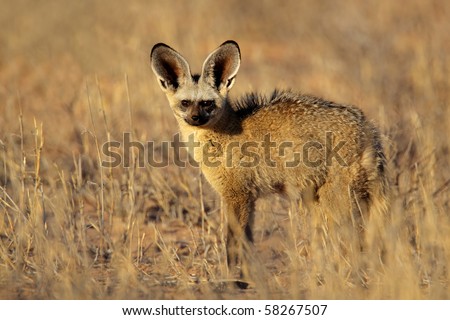Bat-eared fox (Otocyon megalotis) , Kalahari desert, South Africa