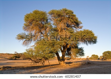 African landscape with a camelthorn Acacia tree (Acacia erioloba), Kalahari, South Africa