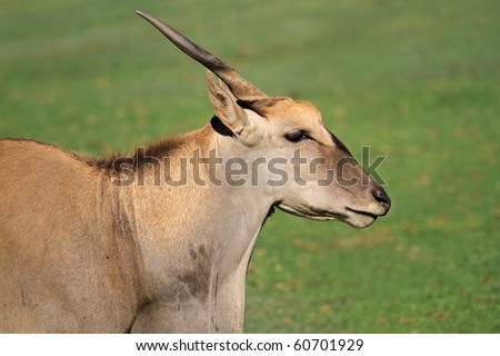 Eland antelope (Tragelaphus oryx) - largest antelope of southern Africa