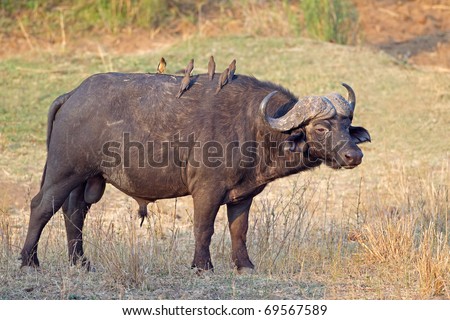 African or Cape buffalo bull (Syncerus caffer), Kruger National park, South Africa