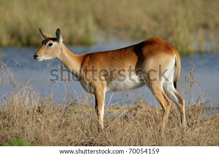 A female red lechwe antelope (Kobus leche), Chobe National Park, Botswana, southern Africa