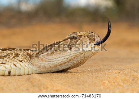 ... Close-up of a puff adder (Bitis arietans) snake wit