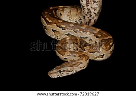 snake close up isolated curled ball python snake skin r