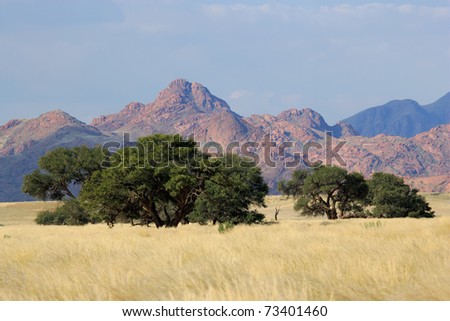 Desert landscape with grasses and African Acacia trees near Sossusvlei, Namibia, southern Africa