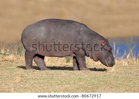 A young hippopotamus (Hippopotamus amphibius), South Africa