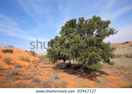 acacia erioloba