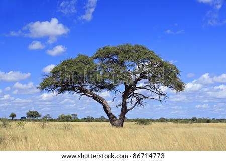African landscape with a beautiful Acacia tree (Acacia erioloba), Hwange National Park, Zimbabwe, southern Africa