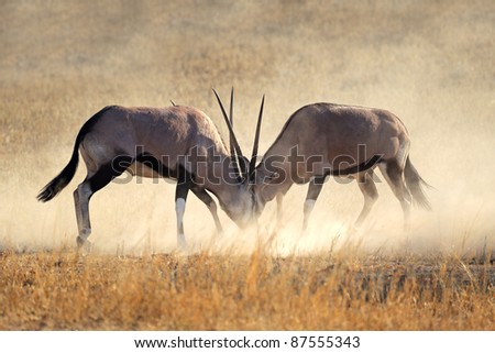 Oryx Gemsbok