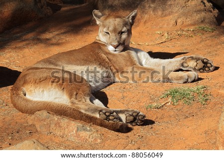 A cougar (Puma concolor) also known as a puma, mountain lion or panther resting on the ground