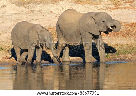 Two young African elephants (Loxodonta africana) drinking water at a waterhole, South Africa