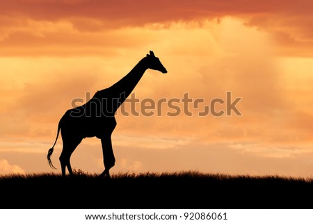 Silhouette of a giraffe walking on the African plains against a dramatic sunset