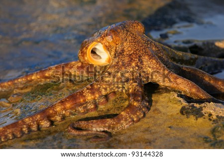 An octopus (Octopus vulgaris) on coastal rocks, South Africa