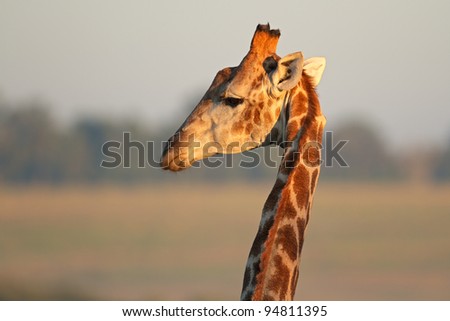 Portrait of a giraffe (Giraffa camelopardalis) in early morning light, South Africa