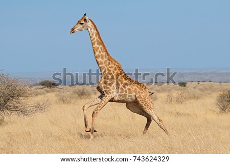 Giraffe (Giraffa camelopardalis) running on the African plains, South Africa