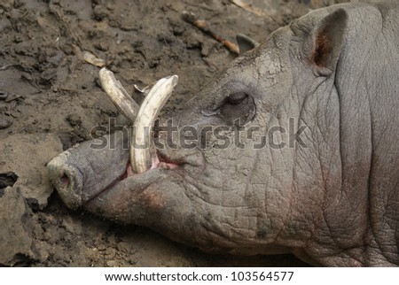 Buru Babirusa