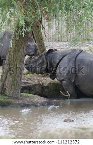 Greater One-horned Rhinoceros - Rhinoceros unicornis - Indian Rhino
