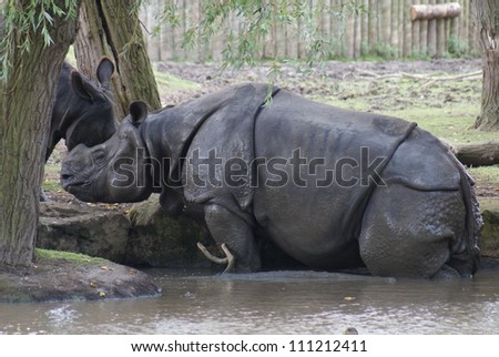 Greater One-horned Rhinoceros - Rhinoceros unicornis - Indian Rhino