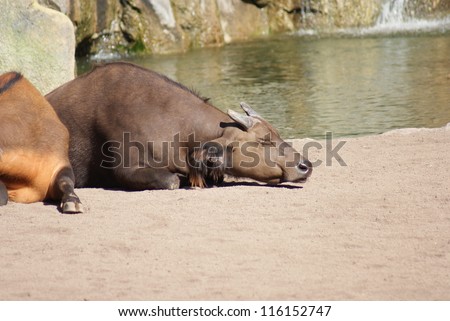 Portrait of an African Forest Buffalo - Syncerus caffer nanus