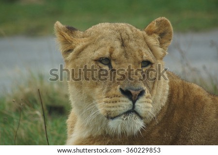 Lioness within a pride of African Lion - Panthera leo