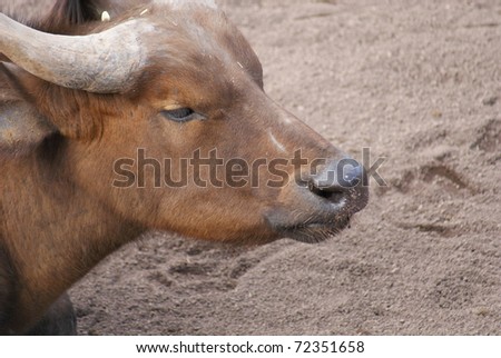 African Forest Buffalo - Syncerus caffer nanus