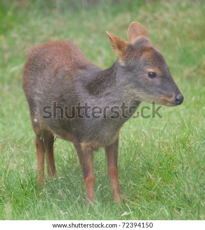 Chilean Pudu