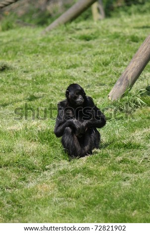 Ateles Fusciceps