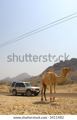 camel dubai