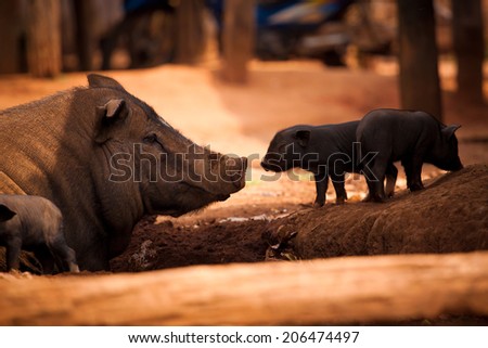 Mother pig and piglet