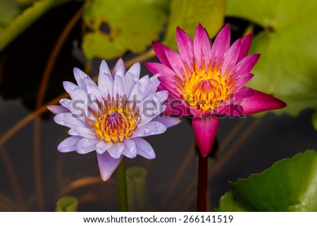 Two full bloom of waterlily / lotus behind by lotus leaf.