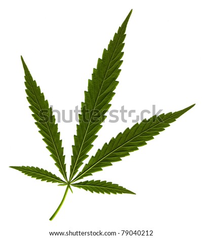 [Obrazek: stock-photo-cannabis-leaf-on-white-backg...040212.jpg]