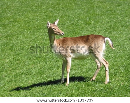 Young deer in a field