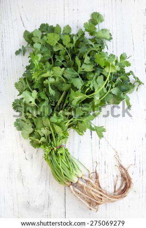 Bunch of fresh coriander or cilantro over distressed white wooden background.  Overhead view.