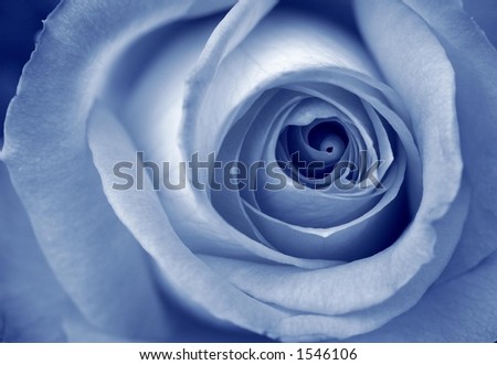 Closeup of a full open rose.  This was taken black and white, with in-camera blue tone.