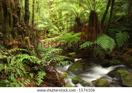 Stream flowing through lush ferny rainforest