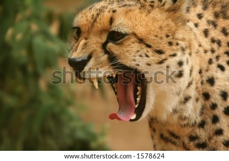 Cheetah, mouth wide open