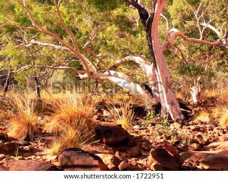 Gum Tree in a dry creek bed in Central Australia