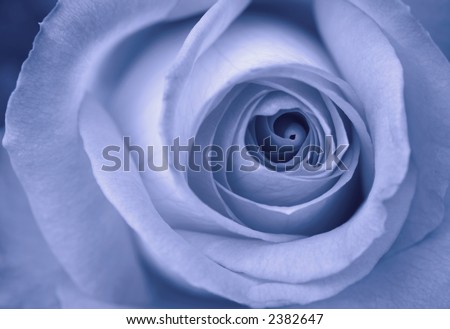 Closeup of a beautiful blue rose.  This was taken black and white with in-camera blue tone, further enhanced in digital darkroom.