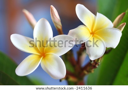 Glorious frangipani (plumeria), in natural light.