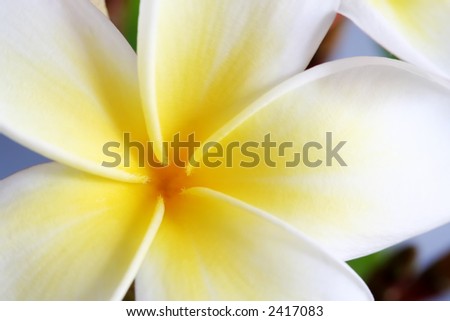 Closeup of a single white and gold frangipani (plumeria) flower.