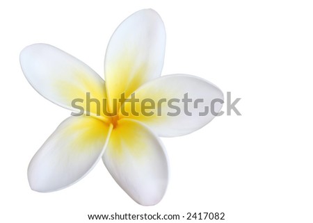 Single Plumeria White Background