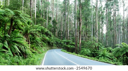 The Black Spur, Victoria, Australia ~ tree ferns beneath towering mountain ash trees.