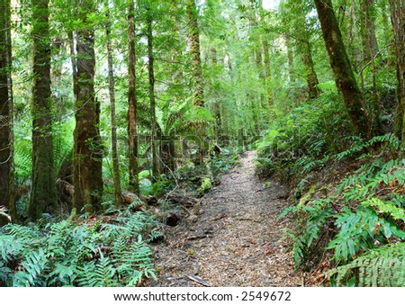 Rainforest walking track, Yarra Ranges, Victoria, Australia.  Mountain ash and myrtle beech trees, and tree ferns, make this an idyllic spot for a hike.