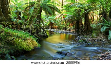 A river flows softly through temperate rainforest in golden early morning light.  Yarra Ranges, Victoria, Australia.
