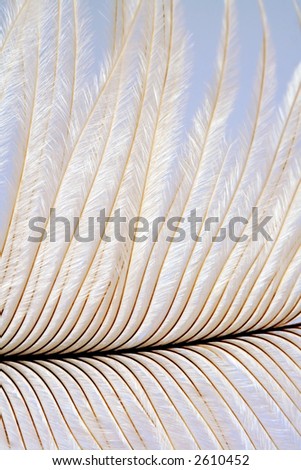 Macro of a delicate, soft white feather, with pastel blue background.